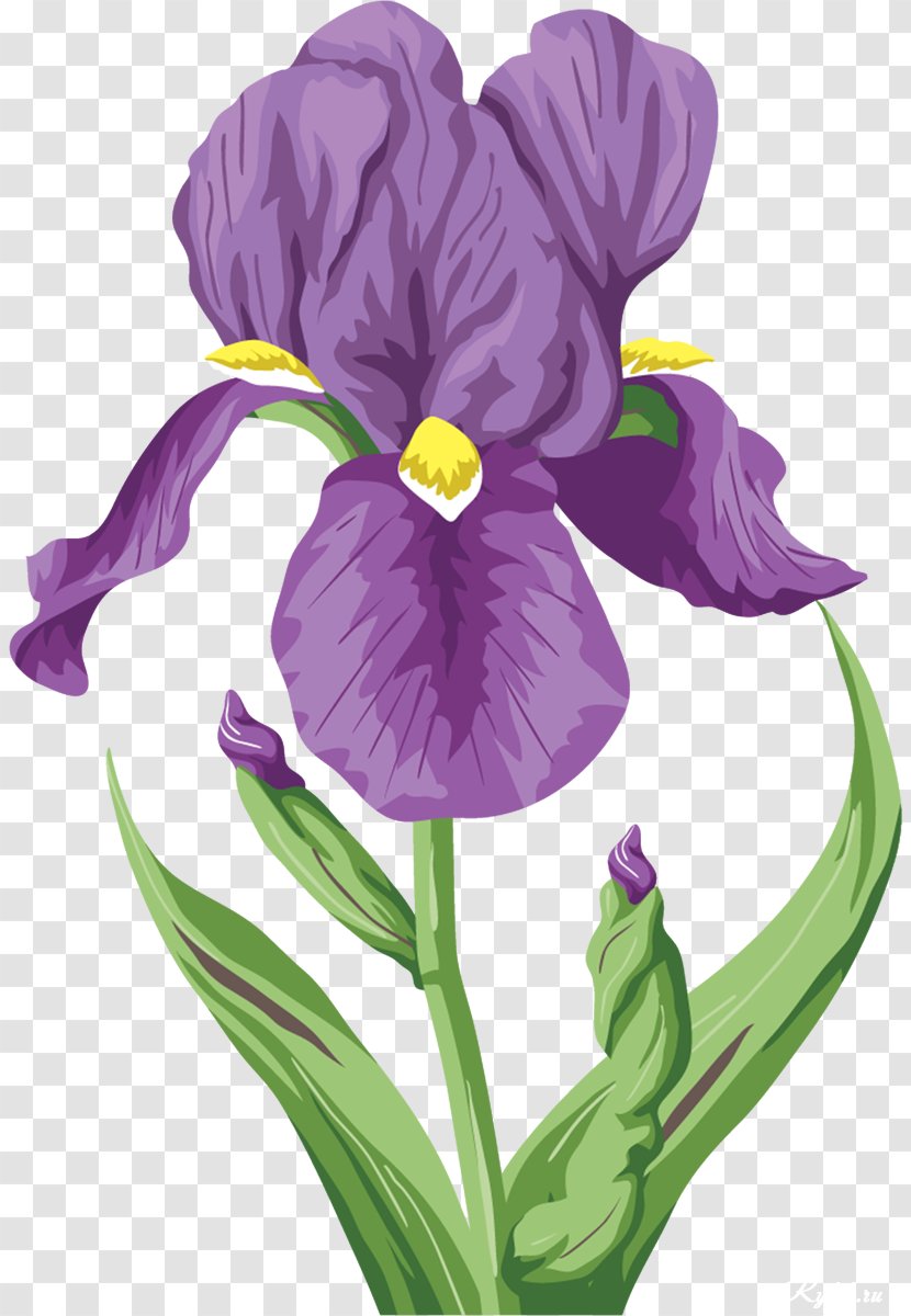 Irises Flower Raster Graphics Clip Art - Digital Image - Iris Transparent PNG