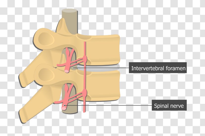 Intervertebral Foramen Spinal Nerve Vertebral Column Anatomy - Watercolor - Thoracic Vertebrae Transparent PNG