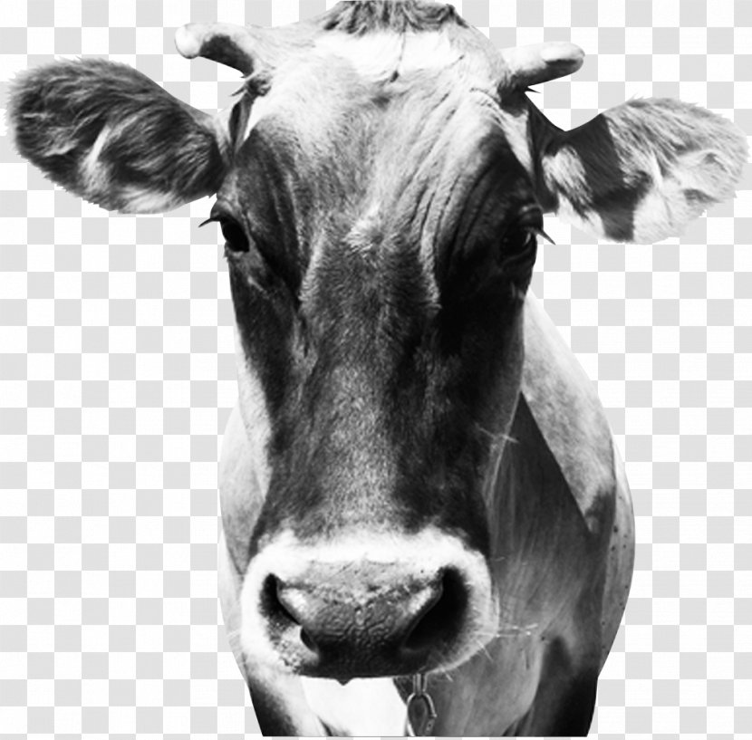 Dairy Cattle Calf Stock Photography - Black And White - Creative Cow Transparent PNG