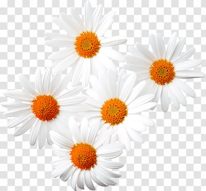 Common Daisy Chamomile Clip Art - Chrysanthemum Flower Material Transparent PNG