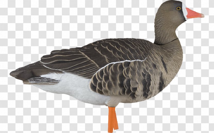Greylag Goose Duck Greater White-fronted Decoy - Bird Ringing Transparent PNG