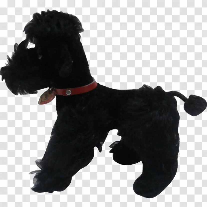 Miniature Schnauzer Affenpinscher Schnoodle Scottish Terrier Standard - Puppy - Poodle Transparent PNG