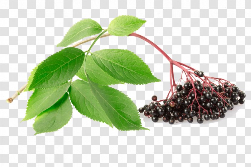 Red Tree - Berries - Herb Aristotelia Chilensis Transparent PNG