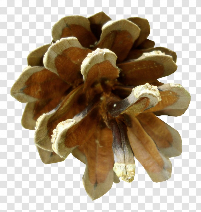 Pine Nut Family Conifer Cone Fruit - Photography - Cluster Fig Dried Transparent PNG