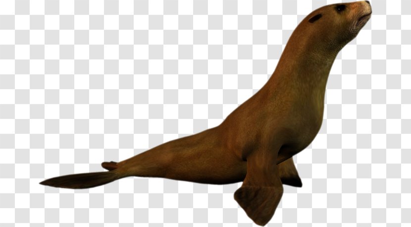 Sea Lion Earless Seal Penguin Seals Harbor - Organism Transparent PNG