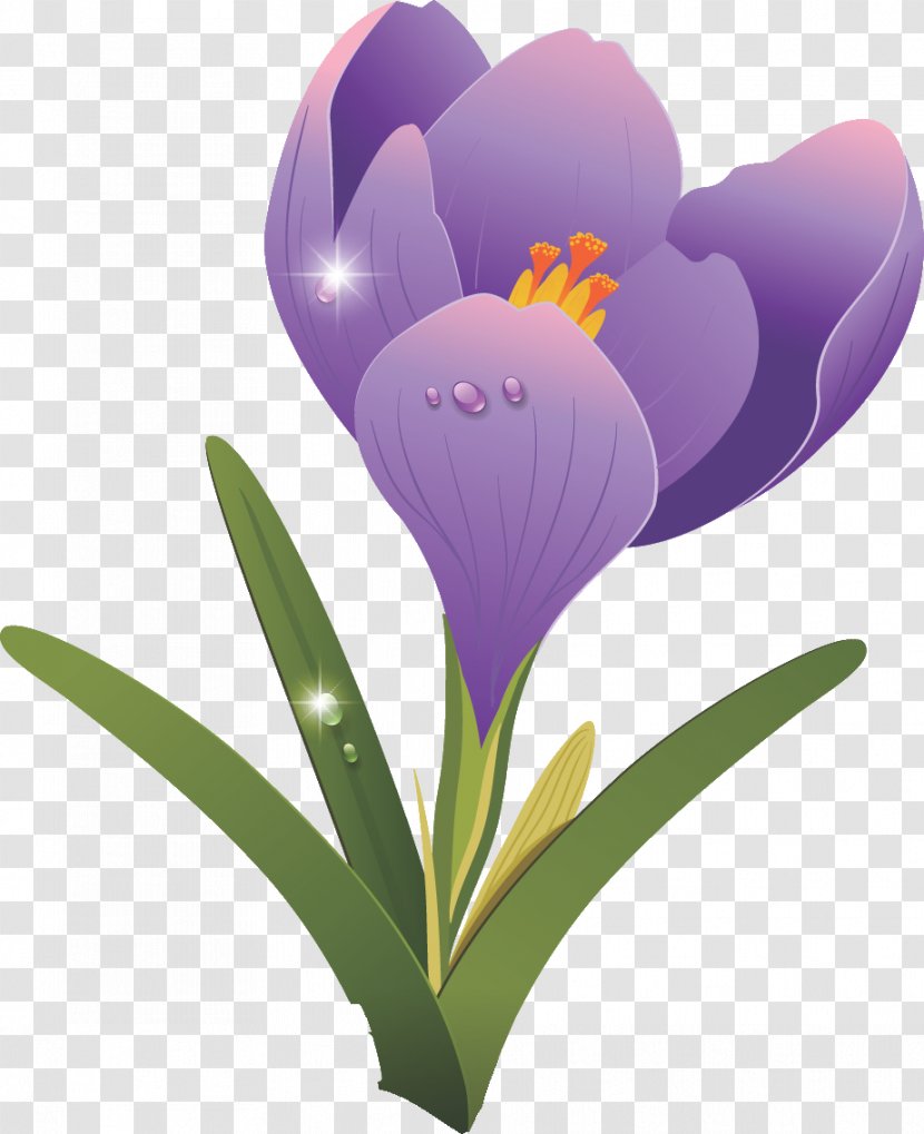 Flower Clip Art - Petal - Crocus Transparent PNG