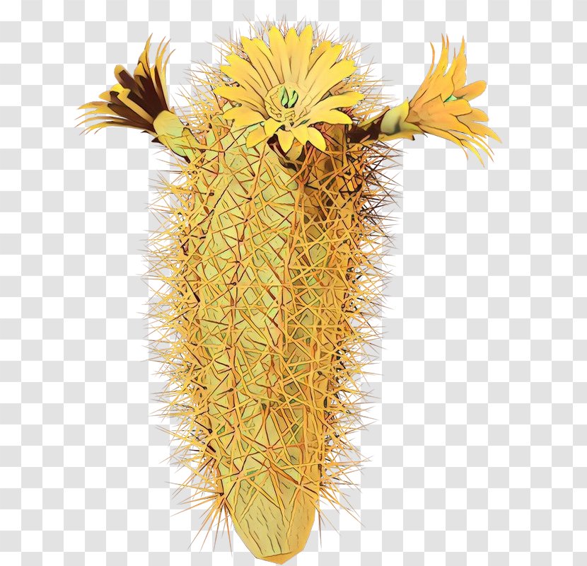 Cactus - Plant - Hedgehog Yellow Transparent PNG