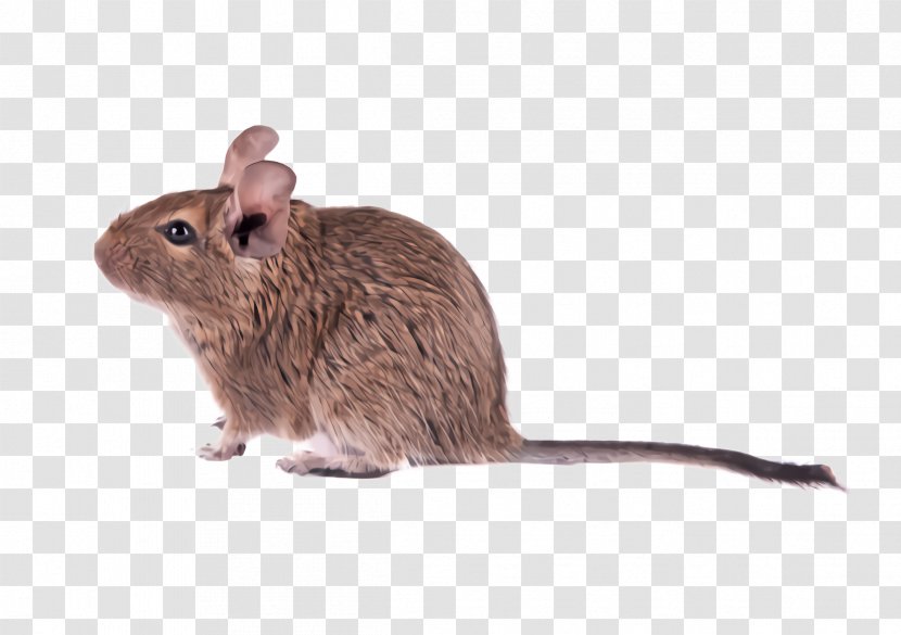 Rat Mouse Muridae Degu Gerbil - Muroidea Pest Transparent PNG