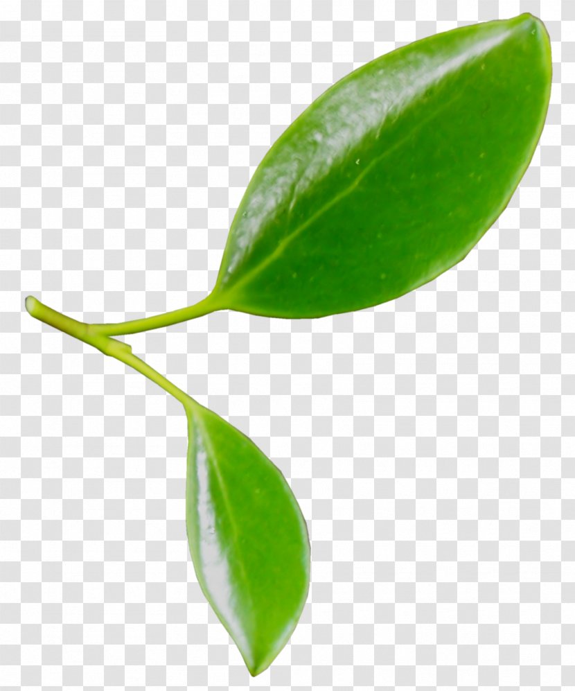 Leaf Plant Stem Clip Art - Herb Transparent PNG