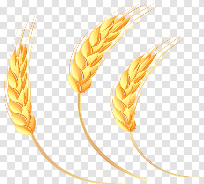 Cartoon Oat - Art - Yellow Wheat Transparent PNG