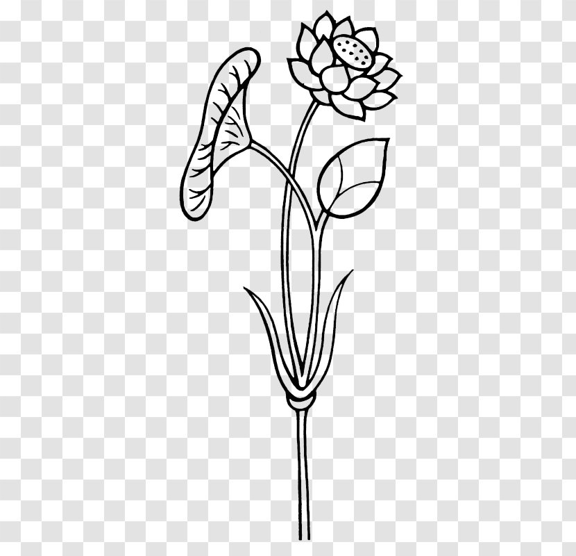 Nelumbo Nucifera Leaf Clip Art - Plant - Hand-painted Lotus Transparent PNG