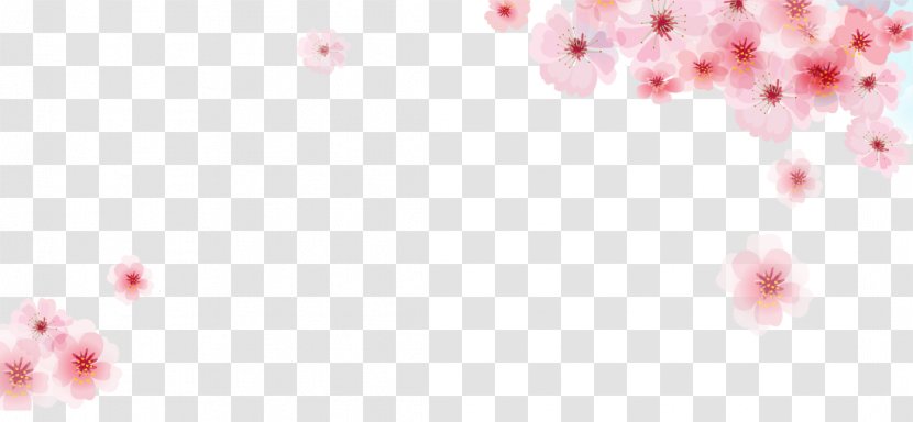 Pink Cherry Blossom Flower - White - Vector Blossoms Frame Material Transparent PNG