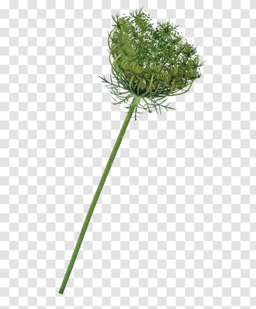 Flower Stem - Spice - Burclover Parsley Family Transparent PNG