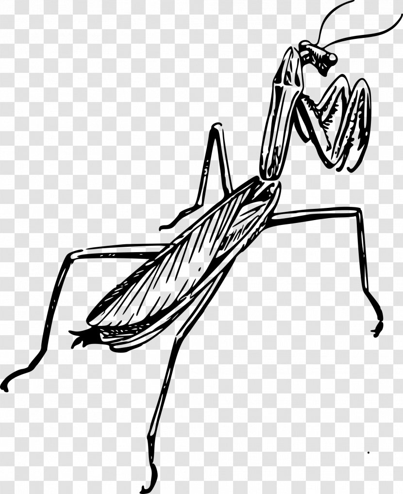 European Mantis Line Art Black And White Drawing Clip - Architectural - Insect Transparent PNG