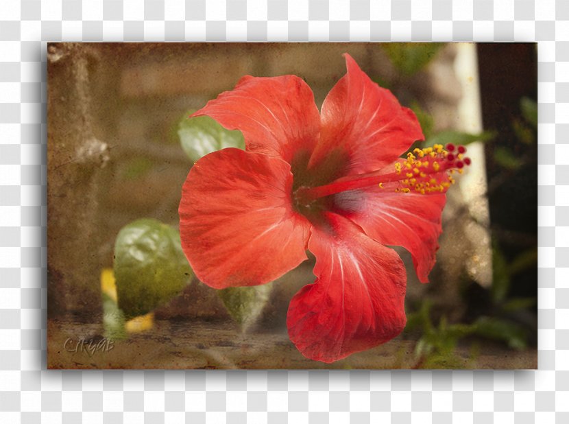 Hibiscus Petal Wildflower - Flower - Heart Beat Transparent PNG