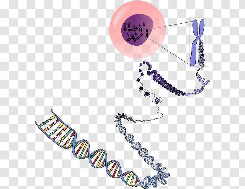 DNA Chromosome Genetics RNA - Gene - Biology Transparent PNG