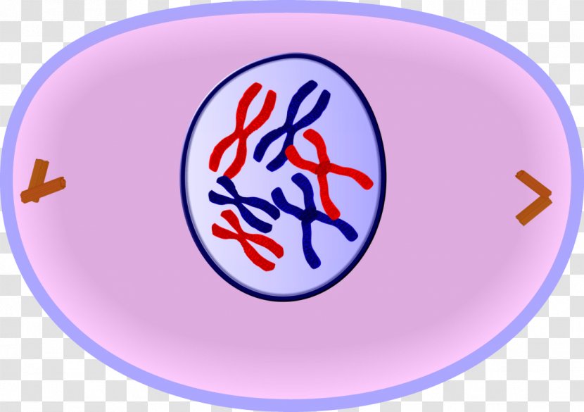 Prophase Mitosis Cell Cycle Division - Stage Transparent PNG