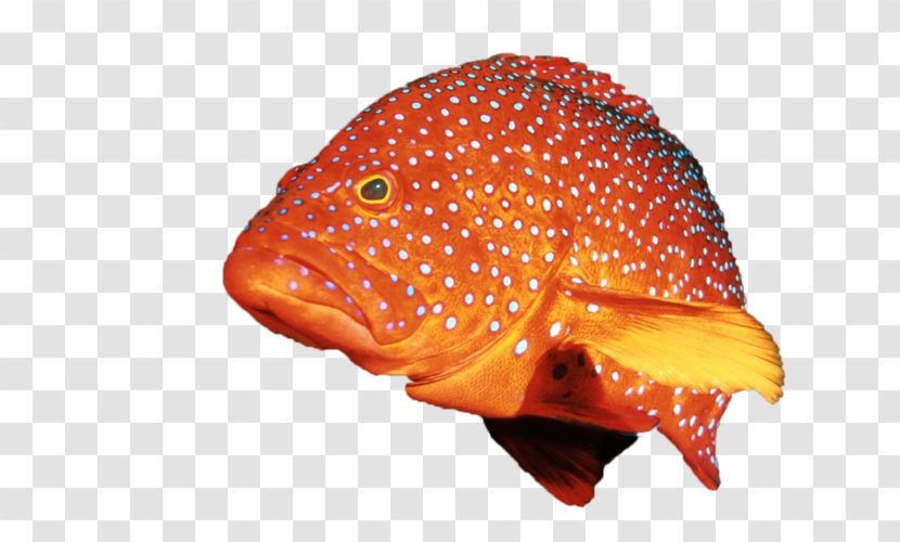 Desktop Wallpaper Computer Fish Transparent PNG