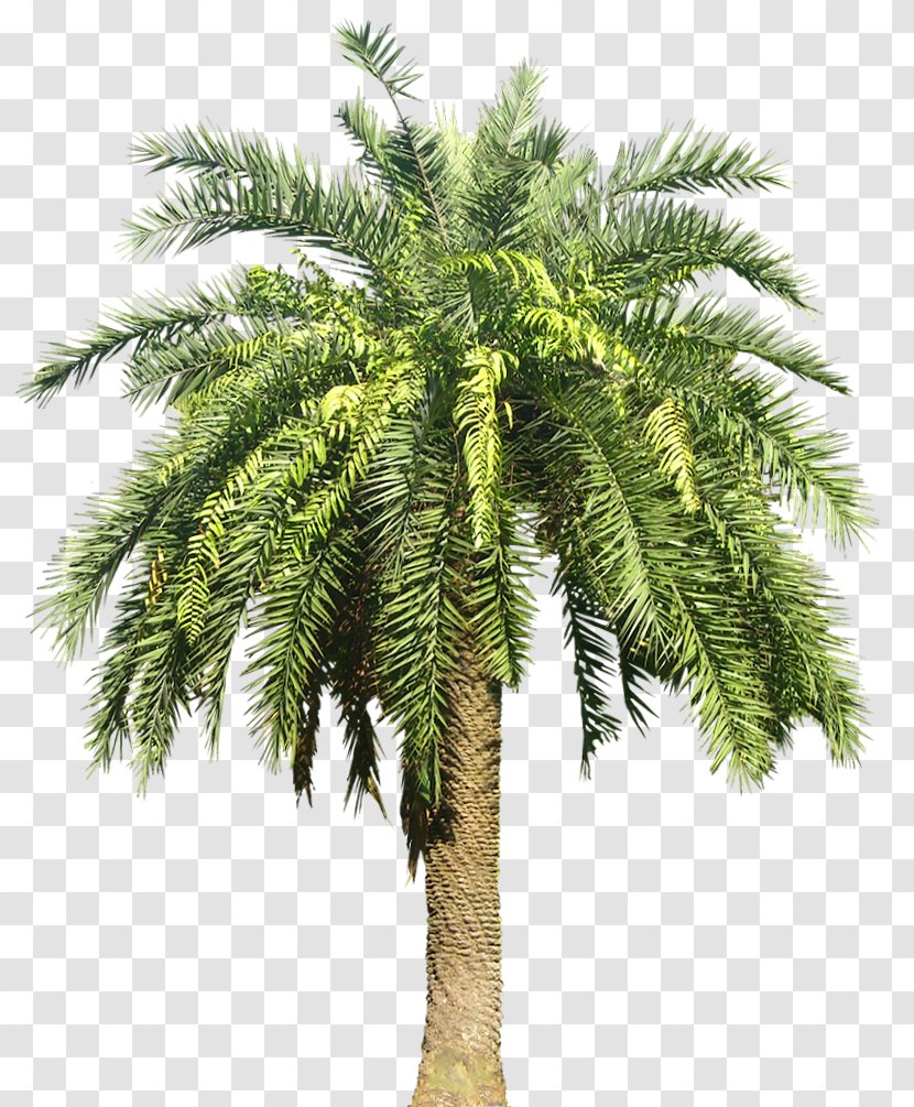 Archontophoenix Cunninghamiana Date Palm Tree Subtropics - Sabal - Plant Image Transparent PNG