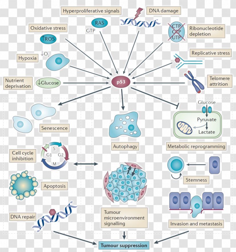 P53 Tumor Suppressor Gene Apoptosis Cell Mdm2 - Tree - Cartoon Transparent PNG