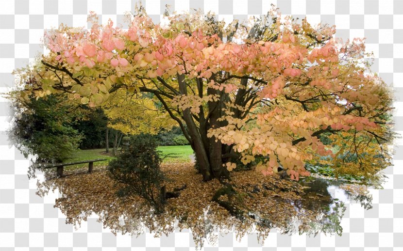 Desktop Wallpaper Autumn Leaf Color Oak Tree - Woody Plant Transparent PNG
