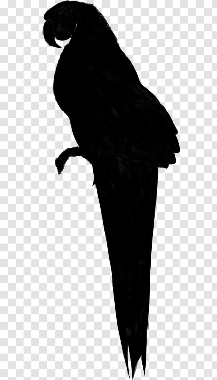 Beak Silhouette Fur Feather - Blackandwhite Transparent PNG