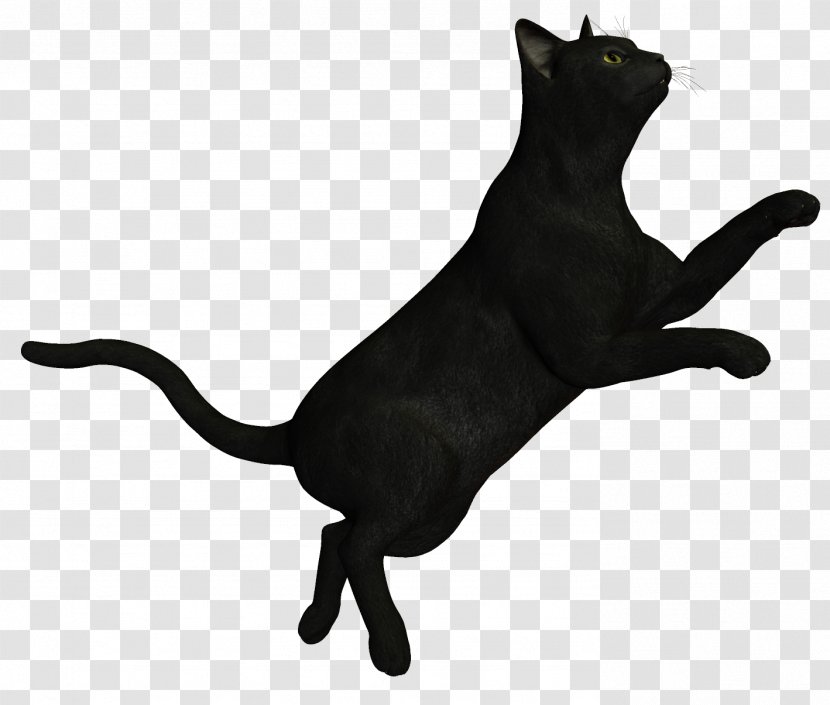 Bombay Cat Korat Black - Witch Transparent PNG