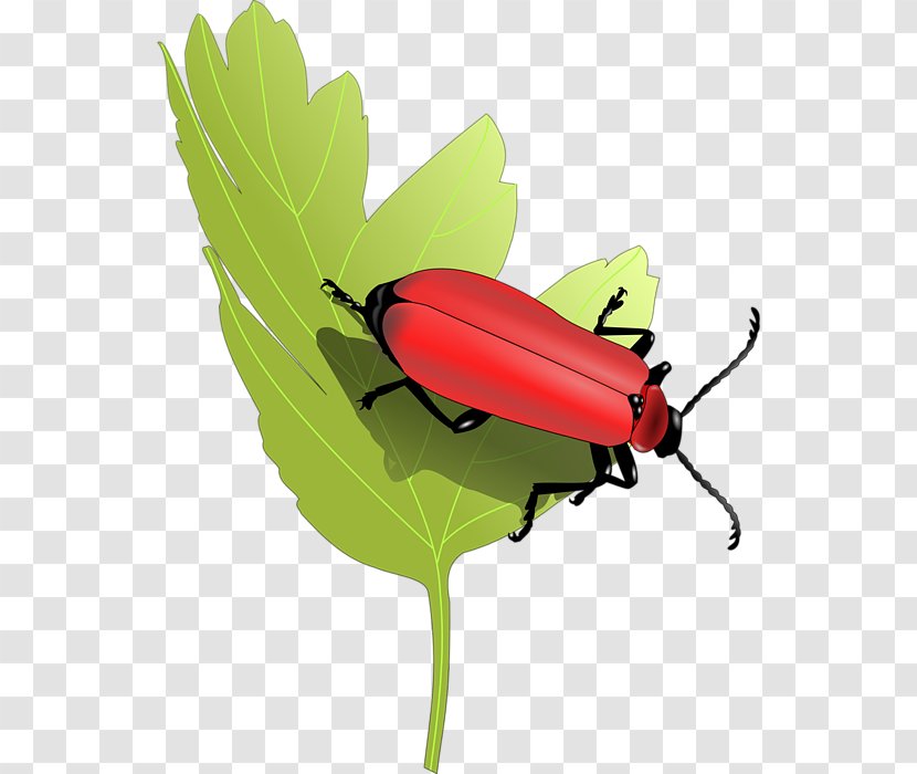 Butterfly Insect Plant Stem Clip Art - Ladybird - Cardinal Transparent PNG
