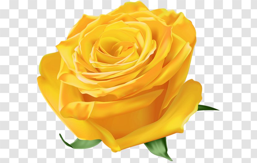 Garden Roses Austrian Briar Clip Art - Yellow - Flower Transparent PNG