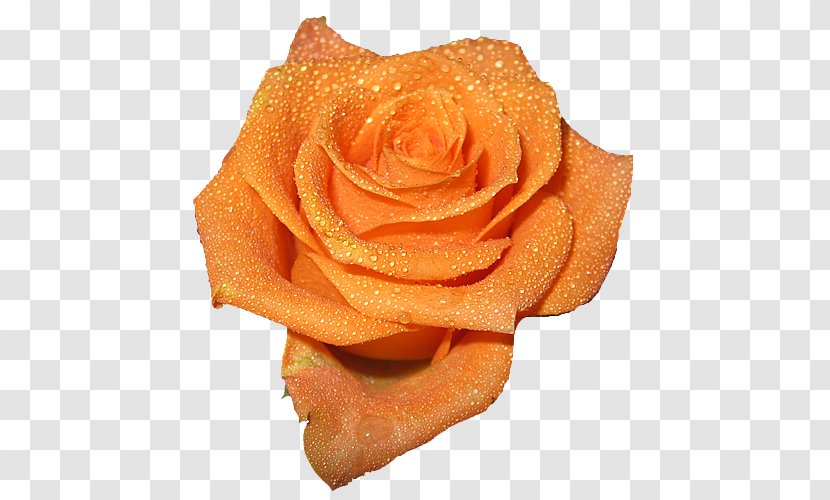 Rose Orange Peach Flower - Yellow - Cliparts Background Transparent PNG