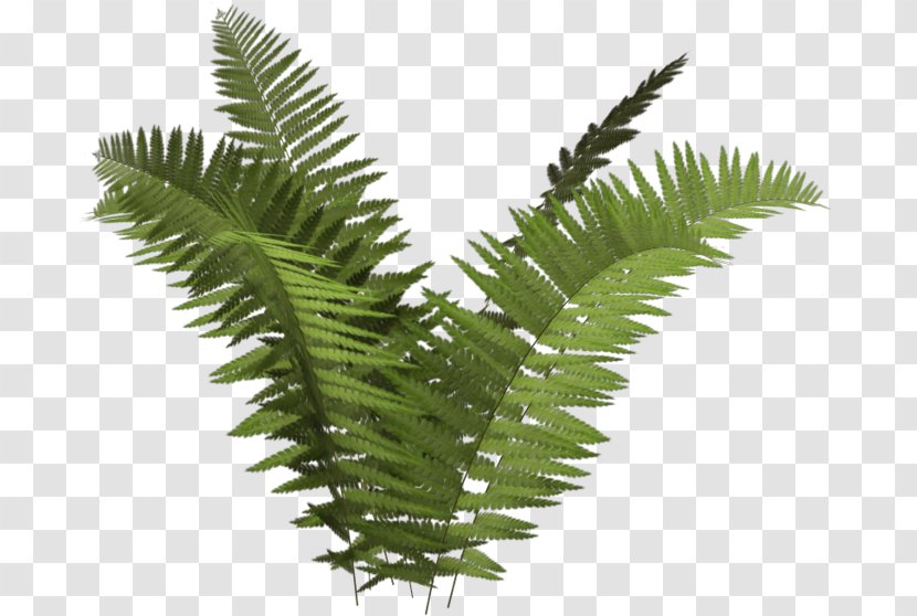 Tree Ferns Clip Art Transparent PNG