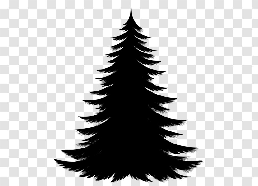 Spruce Pine Christmas Tree Fir - Eyelash - Family Transparent PNG