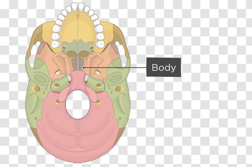 Pterygoid Processes Of The Sphenoid Hamulus Medial Muscle Bone - Watercolor - Skull Transparent PNG