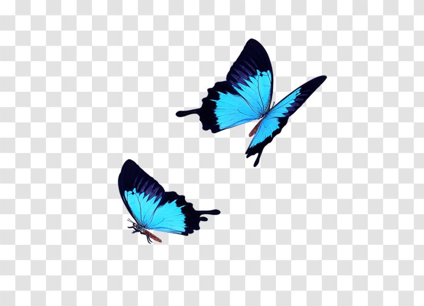 Butterfly Icon - Ico - Light Blue Fly Transparent PNG