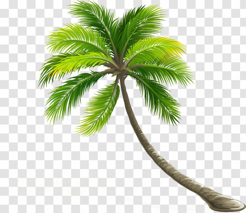 Coconut Arecaceae Leaf Tree Transparent PNG