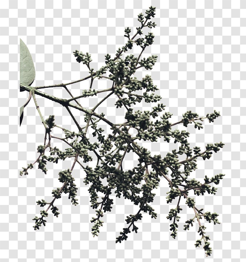 Twig Shrub White - Carmen Salinas Transparent PNG