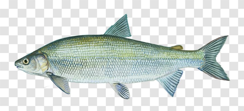 Sardine Lake Whitefish Great Lakes Alaska - Animal Figure - Fish Transparent PNG