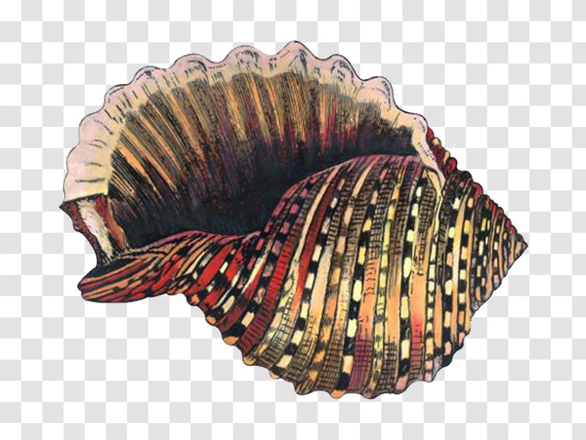 Cockle Sea Snail Seashell - Molluscs - Golden Conch Shell Transparent PNG