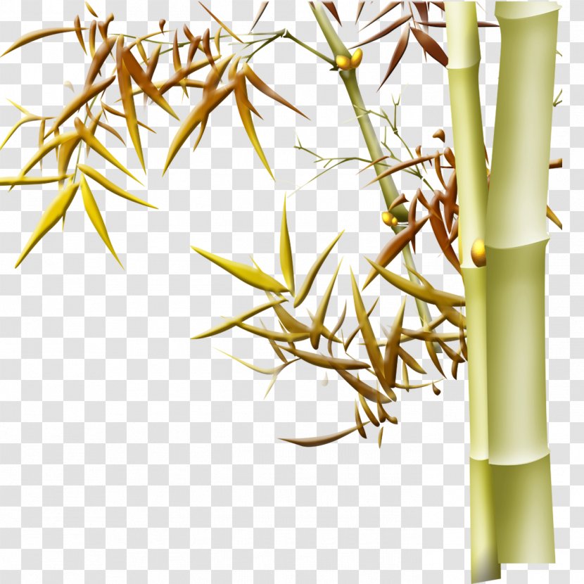 Bamboo Download - Grass Family Transparent PNG