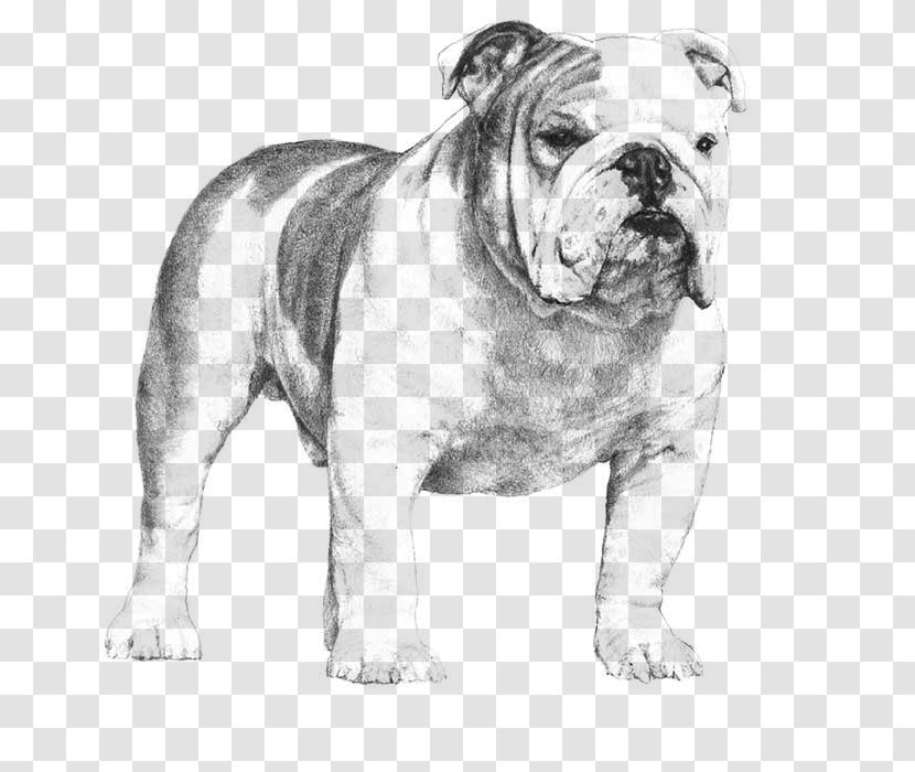 French Bulldog Poodle Puppy American Kennel Club - Drawing Transparent PNG