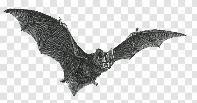 Vampire Bat Drawing Clip Art - Photography - Flying Transparent PNG