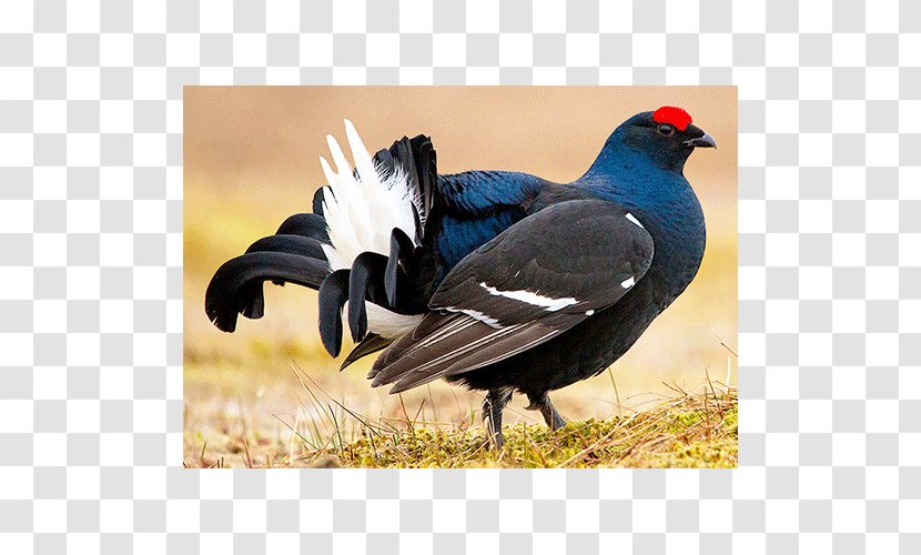 Black Grouse Bird Fauna Beak Transparent PNG