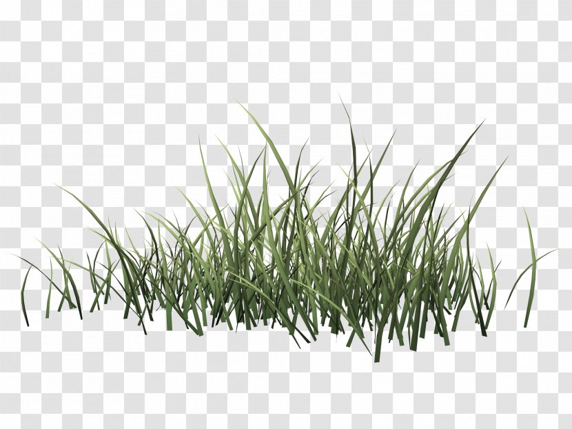 Drawing Herbaceous Plant - Digital Image - Spring Grass Transparent PNG