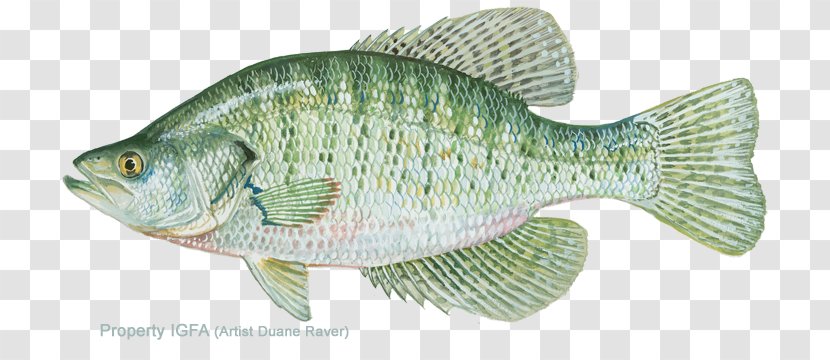 White Crappie Black Perch Fishing Bass - International Game Fish Association Transparent PNG