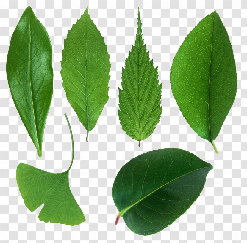 Leaf Plant Stem Clip Art - Green Leaves Transparent PNG