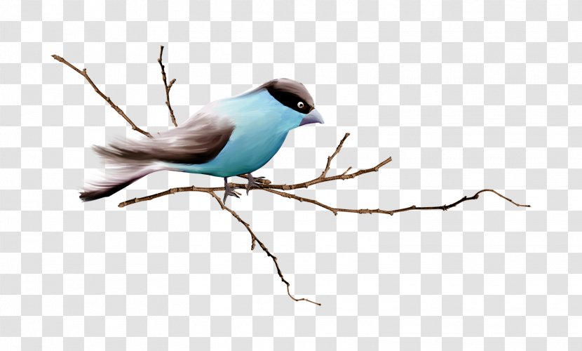 House Sparrow Bird Finches European Robin - Songbird - Bough Button Transparent PNG