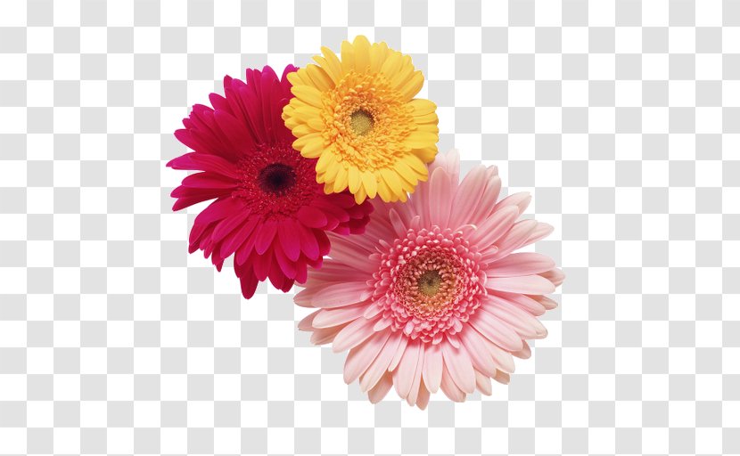 Cut Flowers Chrysanthemum Stock Photography Daisy Family - Plant - Spend On New Year's Day Transparent PNG