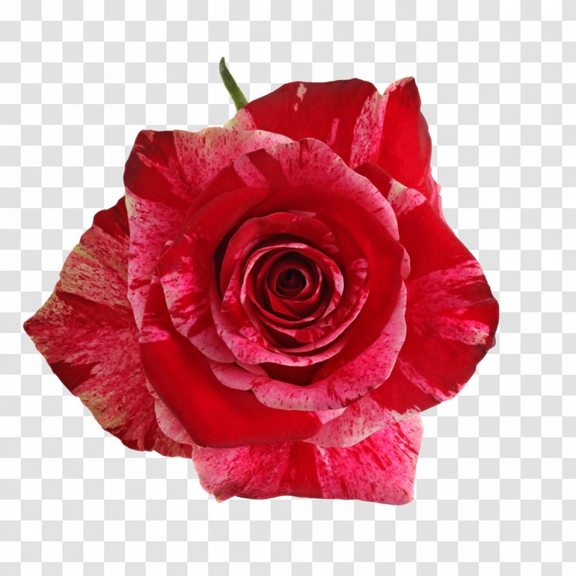 Garden Roses Red Cabbage Rose Floribunda - Family - Flower Transparent PNG