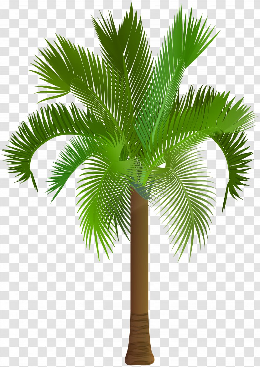 Arecaceae Asian Palmyra Palm Clip Art - Woody Plant - Tree Image Transparent PNG