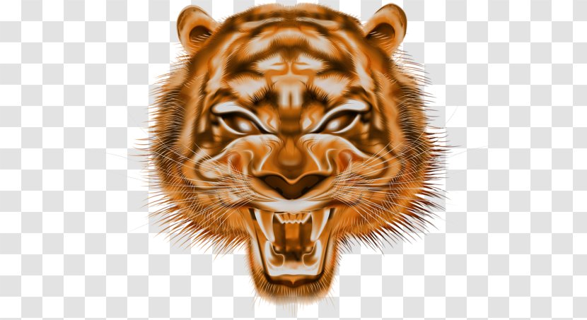 Tiger Lion Clip Art Image - Felidae Transparent PNG